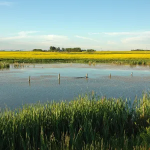 Wetlands - Let's Do Science Bundle
