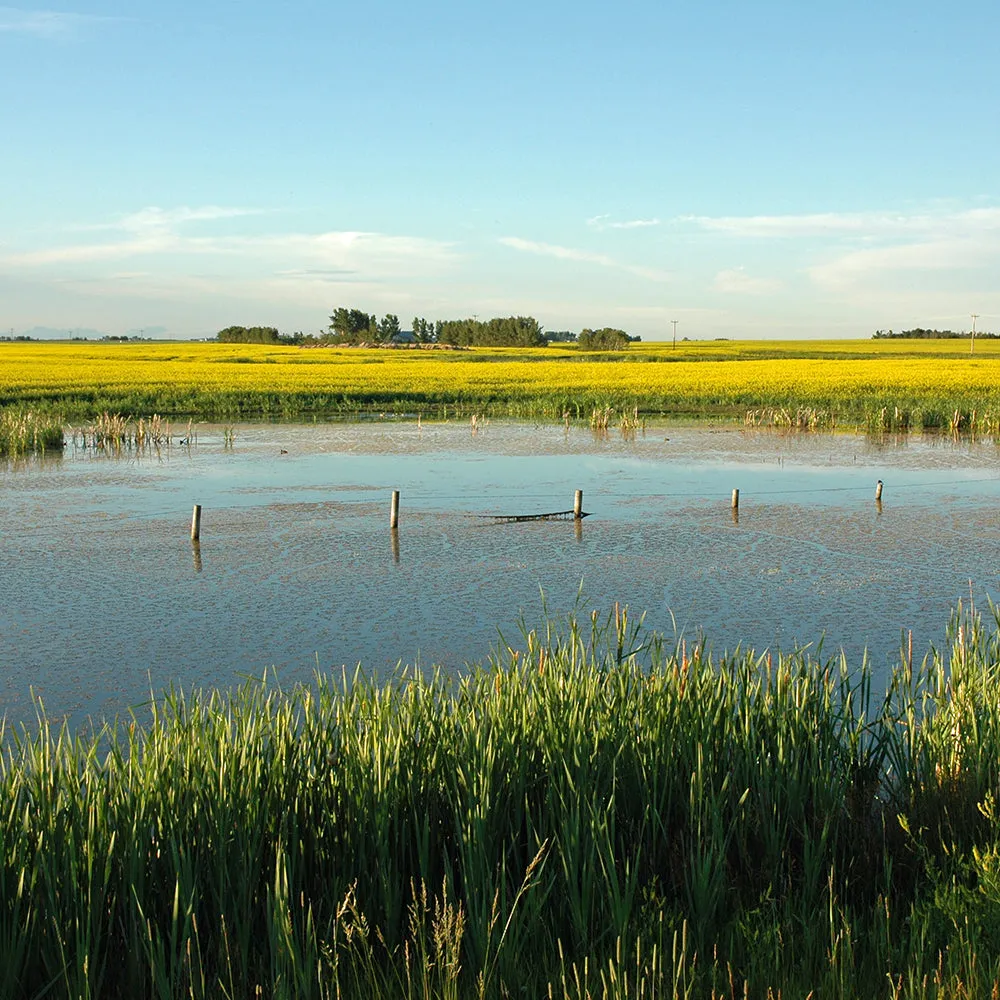 Wetlands - Let's Do Science Bundle